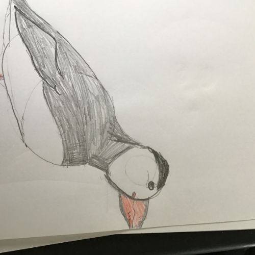Finley - Puffin 